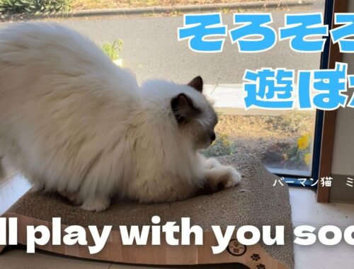 バーマン猫ミカ【そろそろ遊ぼか】I'll play with you soon（バーマン猫）Birman/Cat