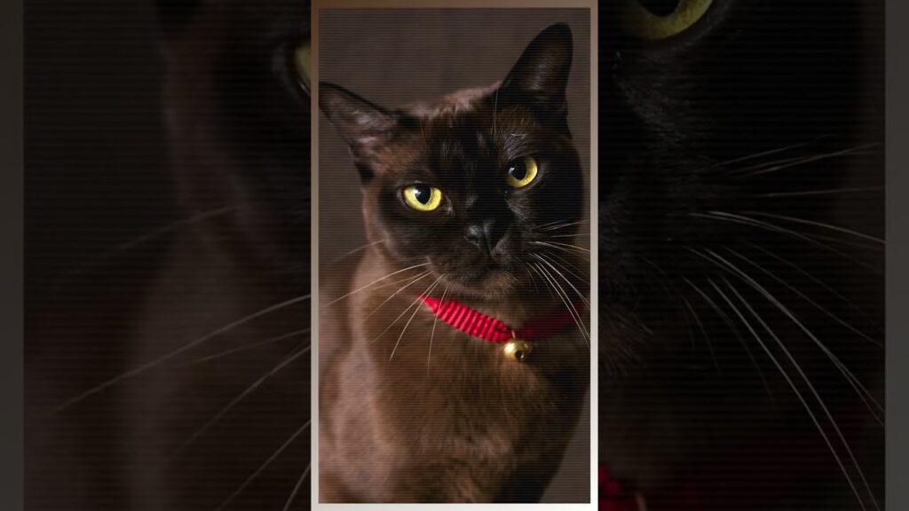 The Adorable And Intelligent Burmese Cat - All You Need To Know! #short #burmese #shorts#catshorts