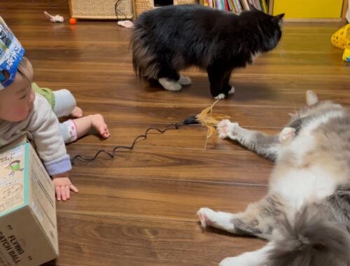 一人で遊んでいる赤ちゃんについつい反応してしまう猫　ラガマフィン　cat playing with baby