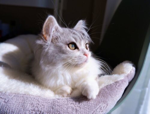 【サイベリアン】Twitterで話題になった、生後四ヶ月の子猫が美人すぎる。