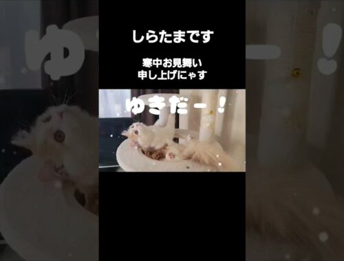 【子猫】寒中お見舞い申し上げる猫 #ラガマフィン #猫動画 #shorts