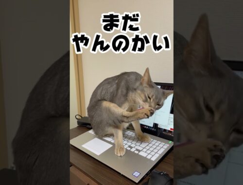 パソコンの上でただ毛繕いする猫 A cat just grooming on a computer #shorts