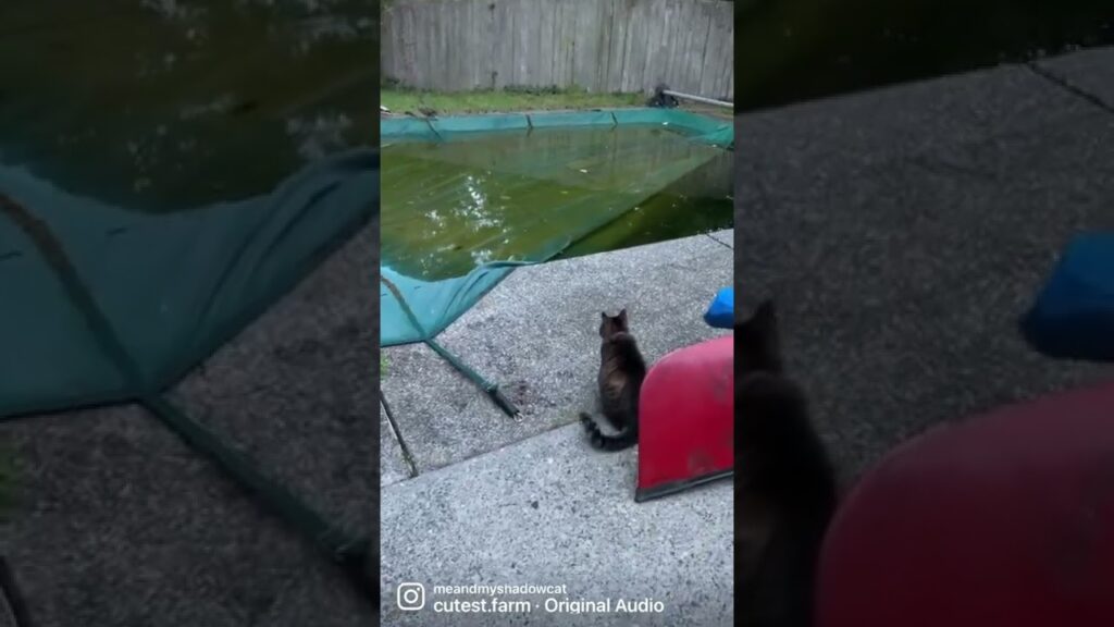 Manx cat watches ducks leave. Manx cat watches ducks leave.