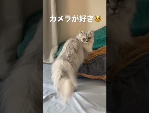 【猫品種ラガマフィン】カメラが好きな猫