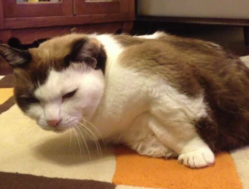 日本猫「ハナ」前足マッチョなのです。Hana the old cat so cute