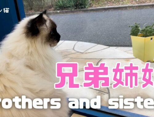 バーマン猫ラフとウリ【兄弟姉妹】Brothers and sisters（バーマン猫）Birman/Cat