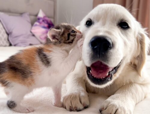 Poor Golden Retriever Puppy Attacked by Cute Tiny Kitten