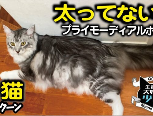 【メインクーン／大型猫】お腹のたるみ、太ったの？プライモーディアルポーチ