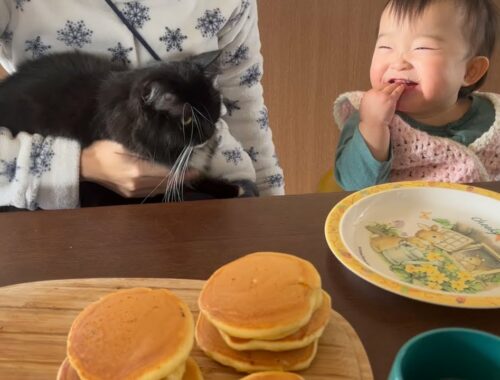 パンケーキに夢中な赤ちゃんの周りをウロウロする猫　ラガマフィン　A cat wandering around a baby having breakfast