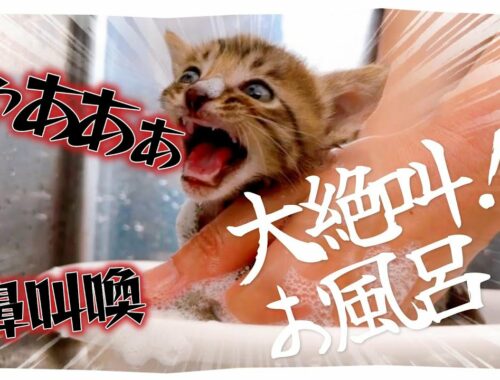 【子猫の大絶叫シャンプー】ギャンギャンギャン鳴き続けながらお風呂【保護猫生活30日目】