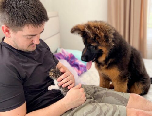German Shepherd Puppy Reacts to his Dad Cuddling Tiny Kitten