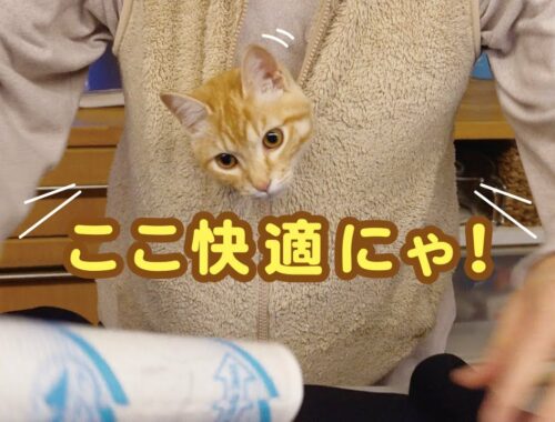 【保護猫きぃちゃん】お母さんのお腹におさまる子猫ちゃんが可愛い！