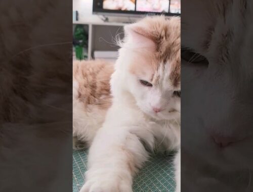 【子猫】CMに挑戦する猫#ラガマフィン #猫動画 #shorts