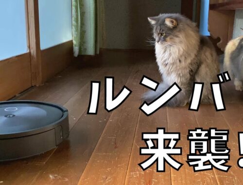 【猫とお掃除ロボット】ルンバｊ7をレンタルしてみた！【サイベリアン・ノルウェージャンフォレストキャット】