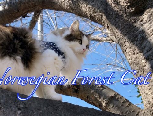 本来の姿？ノルウェージャンフォレストキャット・Norwegian Forest Cat