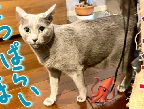 猫はホロ酔い帰宅した飼い主にどう反応する？【ロシアンブルー】Russian Blue cat Kotetsu~What does a cat do to his owner homing drunk?