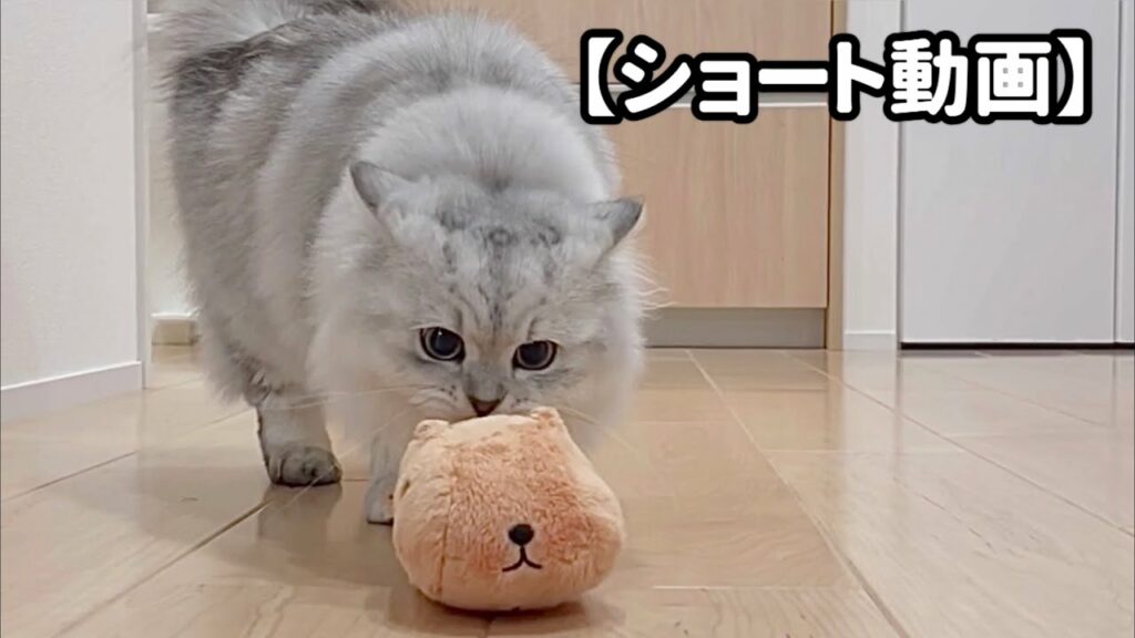カピバラさんを押す子猫【サイベリアン】 #Shorts