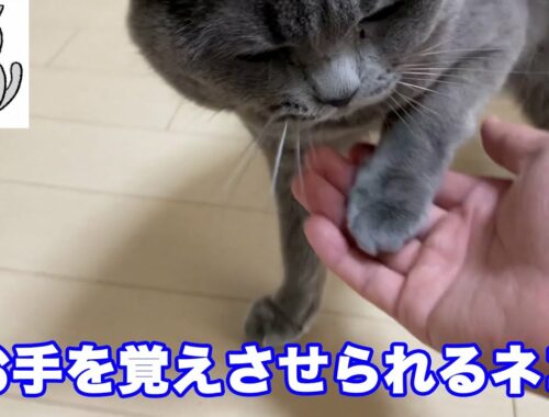 【ブリティッシュショートヘア】お手を覚えさせられるネコ【猫】