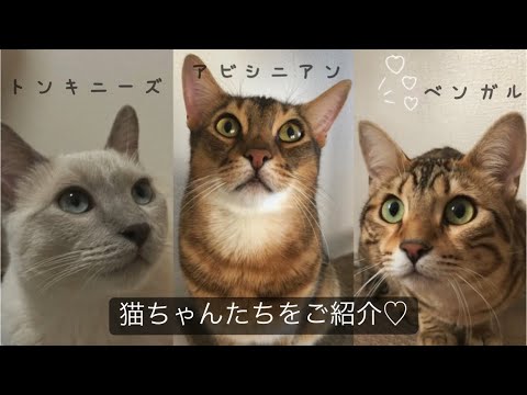 【トンキニーズ・アビシニアン・ベンガル】可愛い3匹の猫ちゃん…♡♡