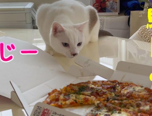 飼い主が食べているピザを狙ってジッとチャンスをうかがっている弟猫が可愛い