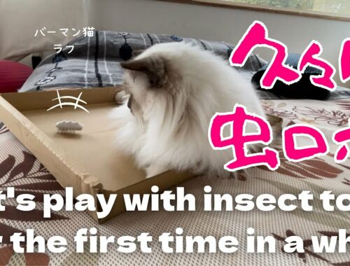 バーマン猫ラフ【久々に虫ロボ】Let's play with insect toys for the first time in a while（バーマン猫）Birman/Cat