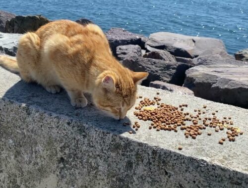 Cats of Bosphorus. Why there are so  many cats in Istanbul?