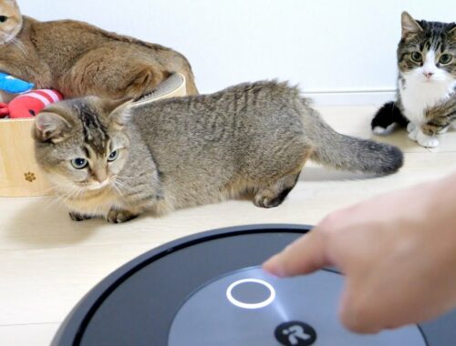 Kitten Kiki is attacked by a cleaning robot