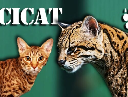 OCICAT - オセロットの飼い猫バージョン