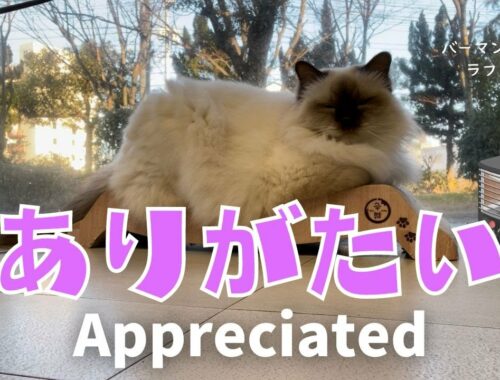 バーマン猫ラフ【ありがたい】Appreciated（バーマン猫）Birman/Cat