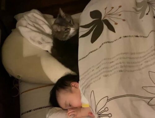 いつも赤ちゃんの隣にいる猫　ノルウェージャンフォレストキャット　ラガマフィンThe cat that is always next to the baby. Norwegian Forest Cat.
