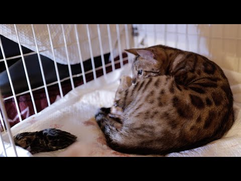 【4Kで見る】ベンガル猫の出産（Leica Q2で撮影）#8