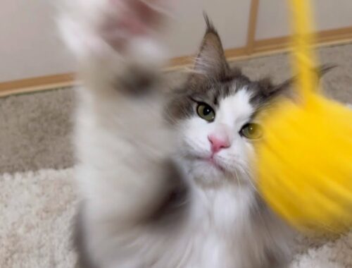 【猫パンチ】毛糸のボールで遊びましょ〜♪ノルウェージャンフォレストキャットとターキッシュアンゴラ