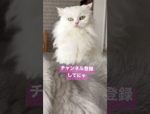 【るい&りおちゃん】ターキッシュアンゴラに見える白猫が可愛い