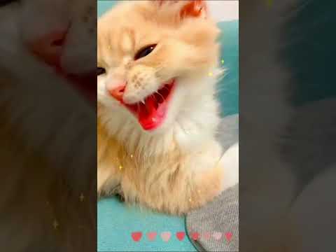 Baby Cats - Cute and Funny Cat Videos