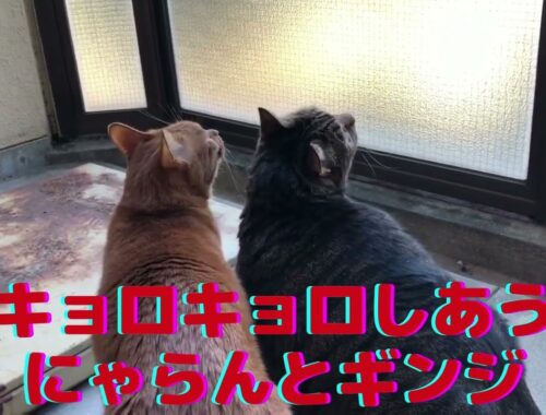 【キョロキョロ】しあう巨大猫にゃらんとギンジ。【日本猫のにゃらんとギンジ】