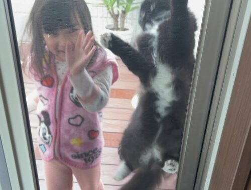 網戸に登る姿を何度も赤ちゃんに見せる猫　ラガマフィン　cat climbing the screen door