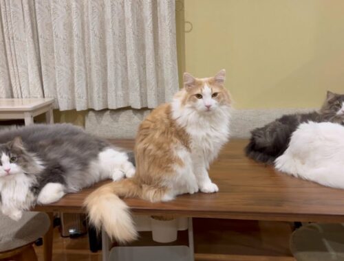 【大集合✨】もふ猫たちが珍しく集まったwwwターキッシュアンゴラとノルウェージャンフォレストキャット