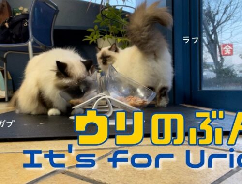 バーマン猫ラフとガブとウリ【ウリのぶん】It's for Uriel（バーマン猫）Birman/Cat