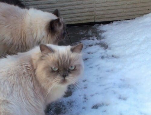 長毛種の猫たちは雪は平気なの？【ヒマラヤン猫】