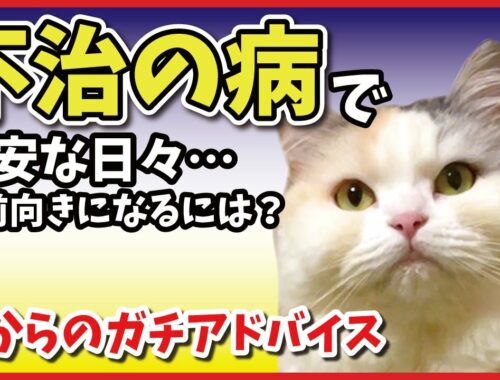 しゃべる猫が皆さんのお悩みを解決します【猫のカウンセリング】【関西弁でしゃべる猫】