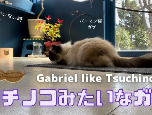 低姿勢で遊ぶバーマン猫【ツチノコみたいなガブ】Gabriel like Tsuchinoko（バーマン猫）Birman/Cat