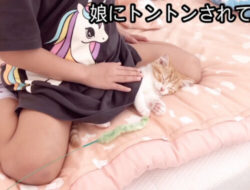【子猫】娘にトントンされると安心して寝てしまう子猫！！