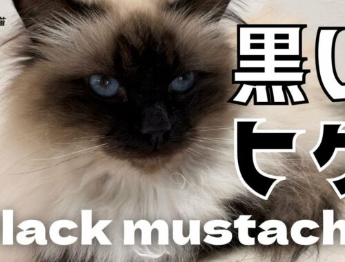 前と違う色やニャ【黒いヒゲ】Black mustachehere（バーマン猫）Birman/Cat