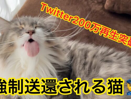 強制送還される巨大猫　Twitterで200万再生突破🐱✨【ノルウェージャンフォレストキャット】short movie
