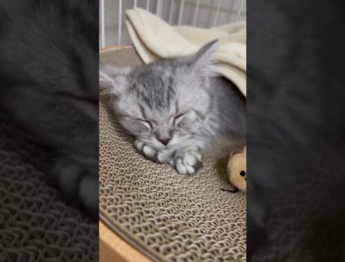 お昼寝する子猫 #shorts #猫 #マンチカン #cat #kitty #sleep