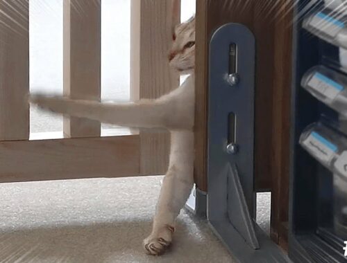 【まさか】脱走防止扉から脱走する子猫がこちら…！【シンガプーラ】