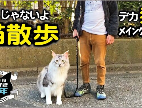 【メインクーン】大型猫のドキドキ猫散歩。犬と間違えられる？