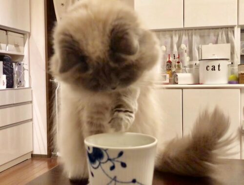 コップが気になる猫 [ヒマラヤン]／Cat interested in a cup.[Himalayan]