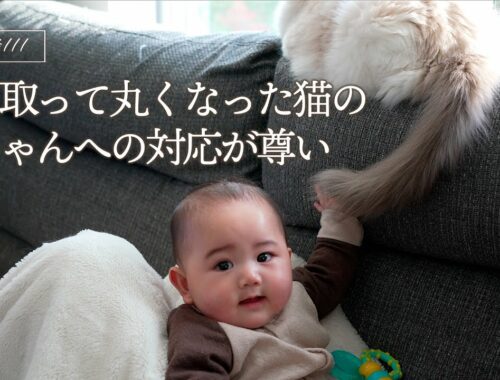 【日常】6ヵ月の赤ちゃんとシニア猫の記念日の1日｜ラグドール猫 #111