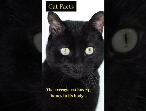 Cats have an extra organ. #shorts #catfacts #cats #cutecat #blackcat